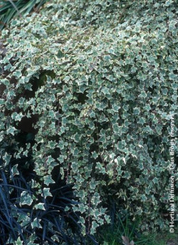 HEDERA helix GLACIER