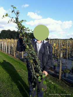 HEDERA helix En pot de 4-5 litres