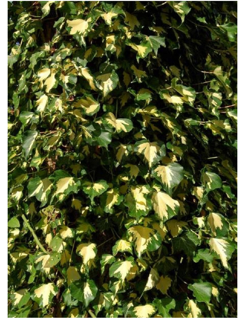 HEDERA helix GOLDHEART (Lierre commun Goldheart)