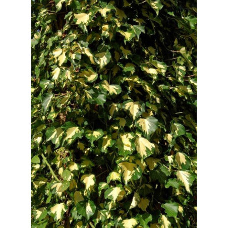 HEDERA helix GOLDHEART (Lierre commun Goldheart)