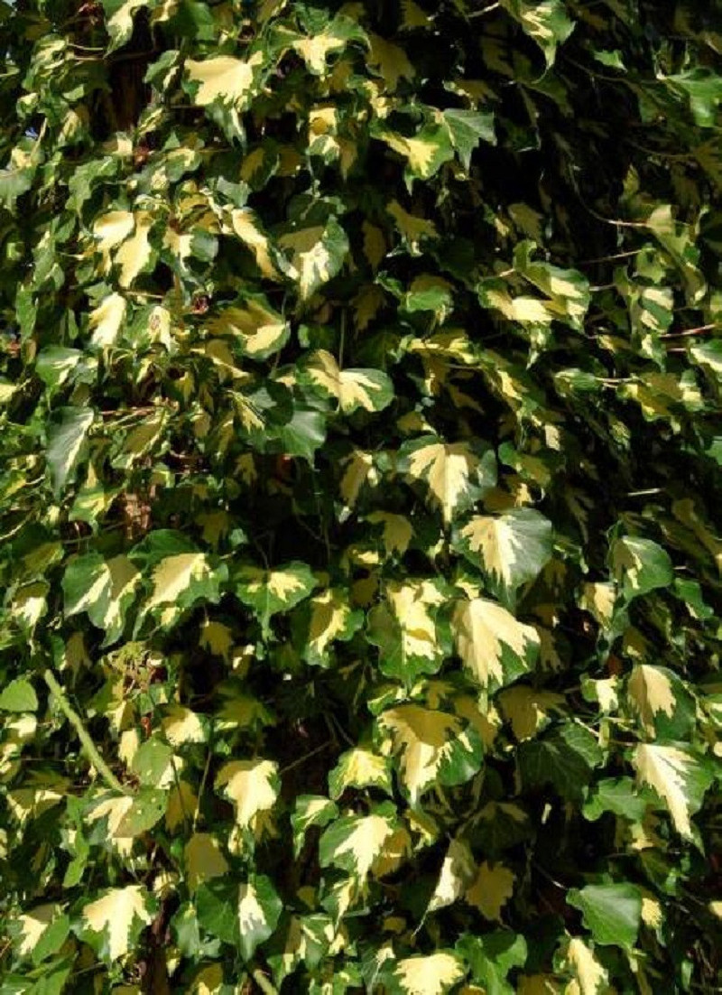 HEDERA helix GOLDHEART