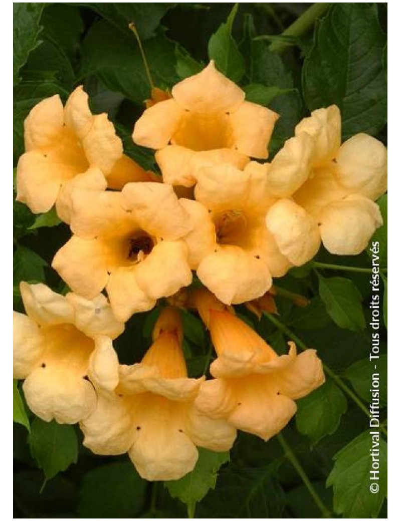 CAMPSIS radicans FLAVA (Bignone)