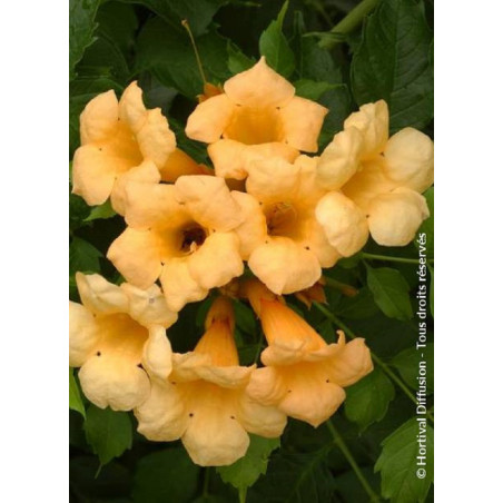 CAMPSIS radicans FLAVA (Bignone)