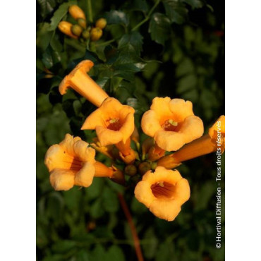 CAMPSIS radicans FLAVA (Bignone)