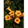 CAMPSIS radicans FLAVA (Bignone)