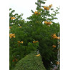 CAMPSIS radicans FLAVA (Bignone)