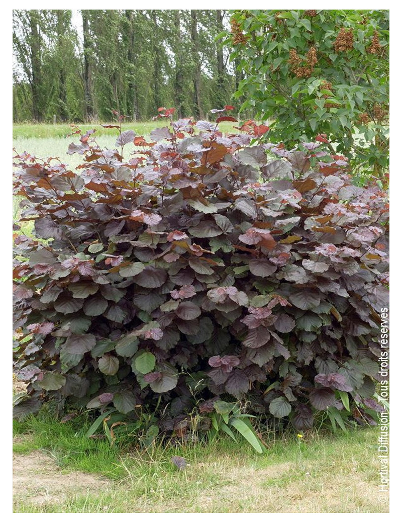 CORYLUS maxima PURPUREA (Noisetier pourpre)