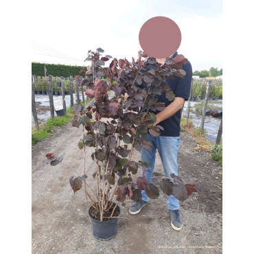 CORYLUS maxima PURPUREA (Noisetier pourpre) En pot de 10-12 litres forme buisson hauteur 080-100 cm