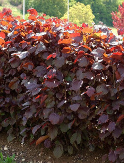 CORYLUS maxima PURPUREA