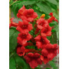 CAMPSIS radicans STROMBOLI (Bignone)