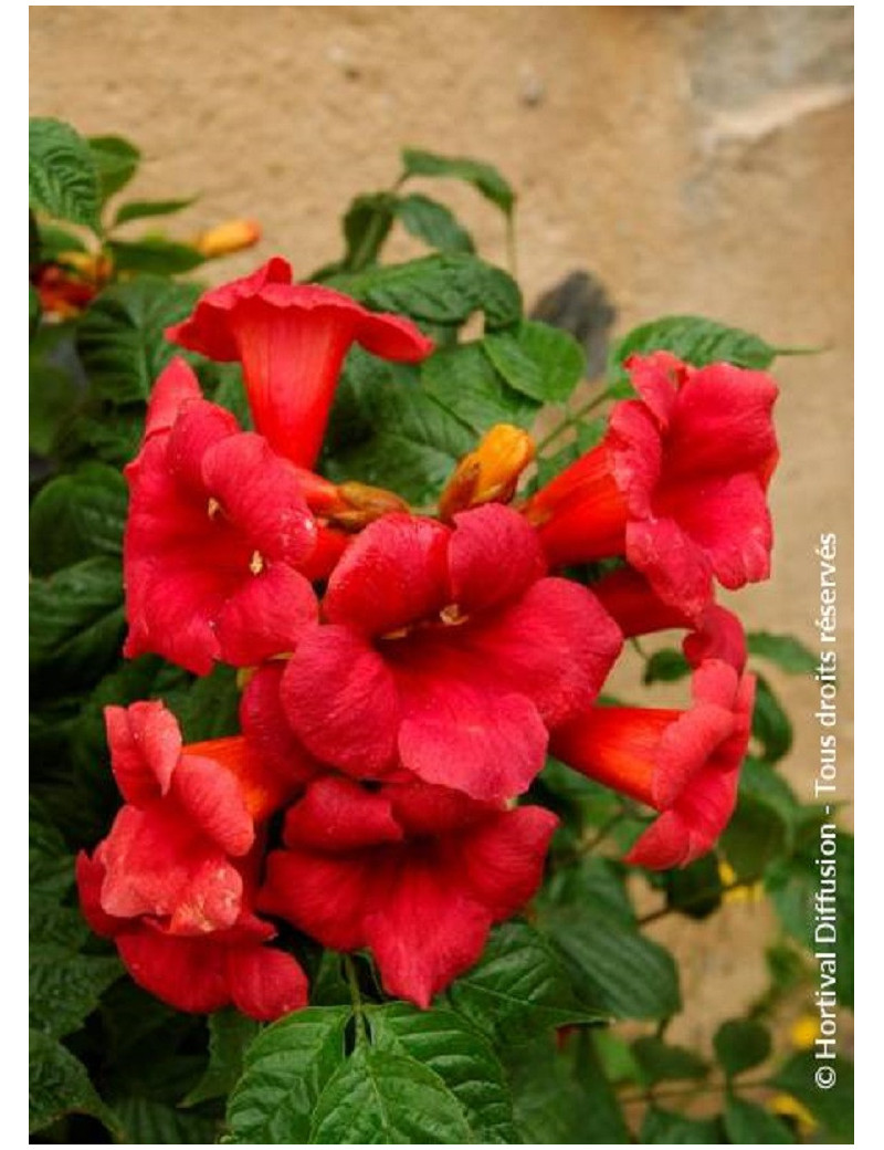 CAMPSIS radicans STROMBOLI (Bignone)