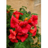 CAMPSIS radicans STROMBOLI (Bignone)