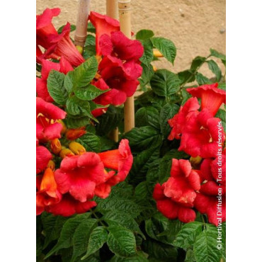 CAMPSIS radicans STROMBOLI (Bignone)