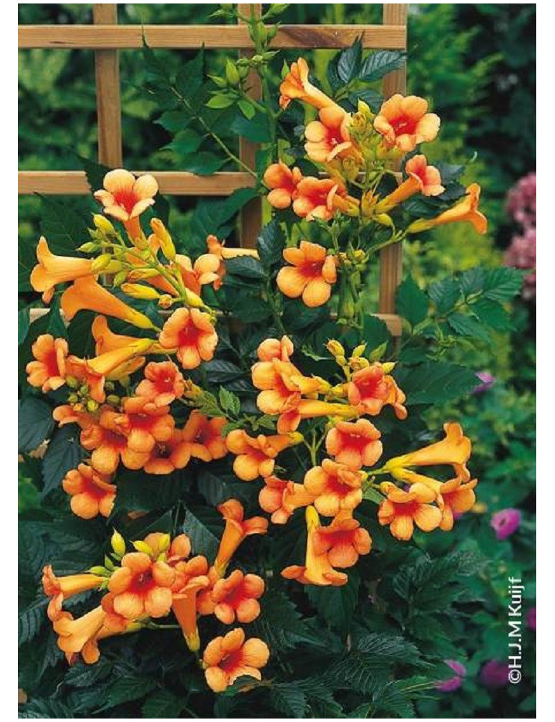 CAMPSIS tagliabuana INDIAN SUMMER® (Bignone)