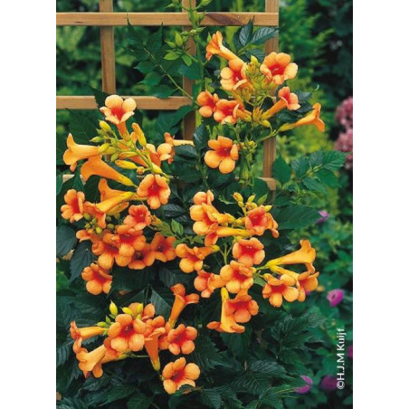 CAMPSIS tagliabuana INDIAN SUMMER® (Bignone)