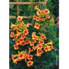 CAMPSIS tagliabuana INDIAN SUMMER® (Bignone)