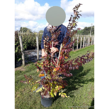 CAMPSIS tagliabuana INDIAN SUMMER® (Bignone)