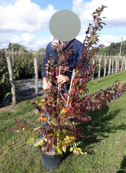 CAMPSIS tagliabuana INDIAN SUMMER