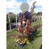 CAMPSIS tagliabuana INDIAN SUMMER® (Bignone)