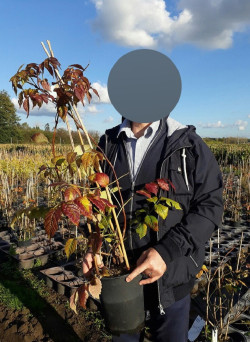 CAMPSIS tagliabuana INDIAN SUMMER