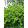 CARAGANA arborescens
