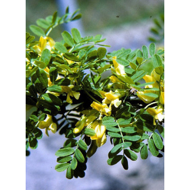 CARAGANA arborescens (Caraganier de Sibérie, arbre aux pois)