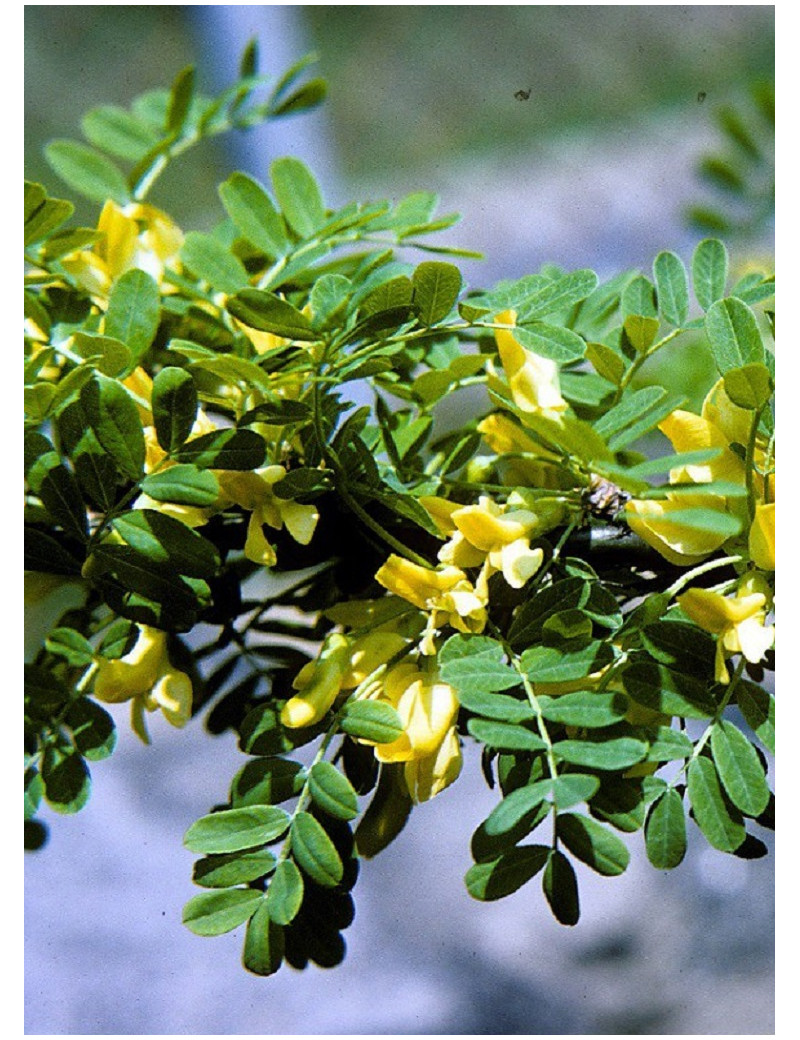 CARAGANA arborescens (Caraganier de Sibérie, arbre aux pois)