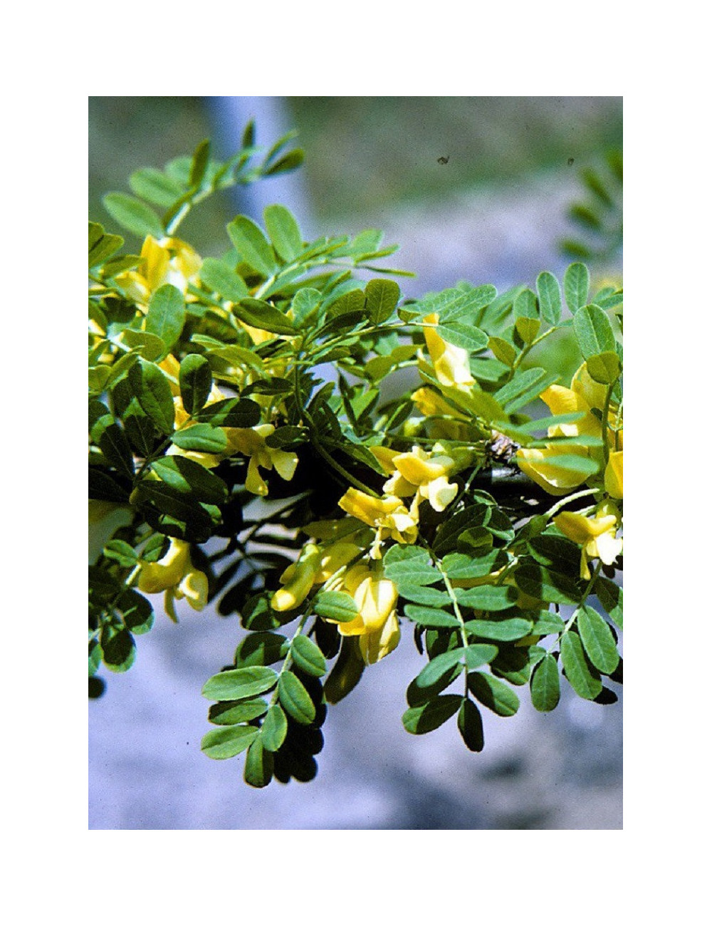CARAGANA arborescens