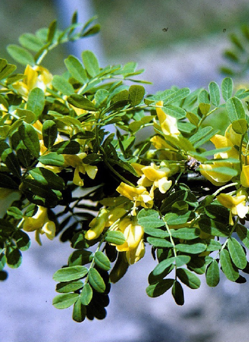 CARAGANA arborescens