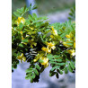 CARAGANA arborescens