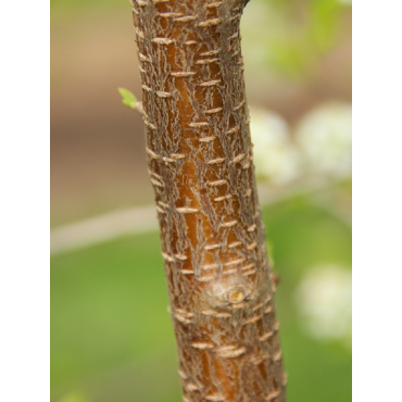 PRUNUS mahaleb (Cerisier de Sainte-Lucie)