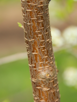 PRUNUS mahaleb