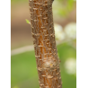 PRUNUS mahaleb