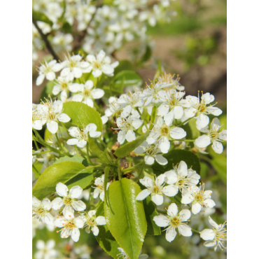 PRUNUS mahaleb (Cerisier de Sainte-Lucie)