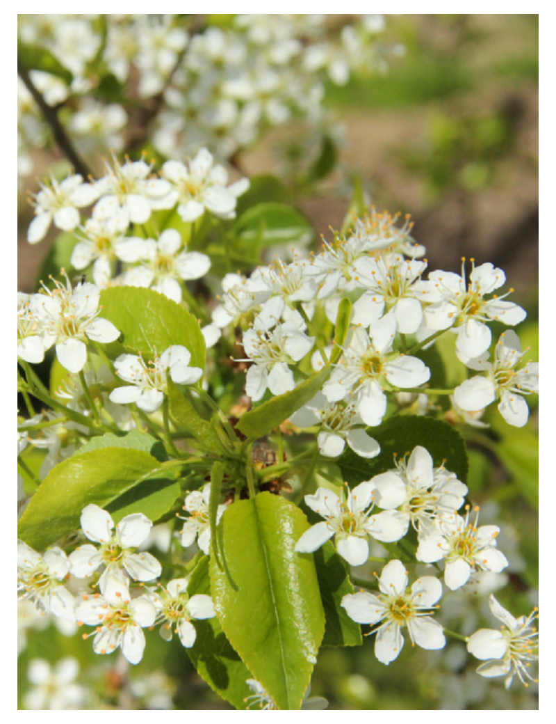 PRUNUS mahaleb (Cerisier de Sainte-Lucie)