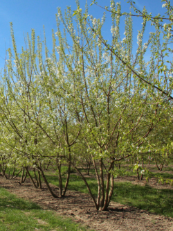 PRUNUS mahaleb