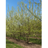 PRUNUS mahaleb