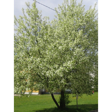 PRUNUS mahaleb (Cerisier de Sainte-Lucie)
