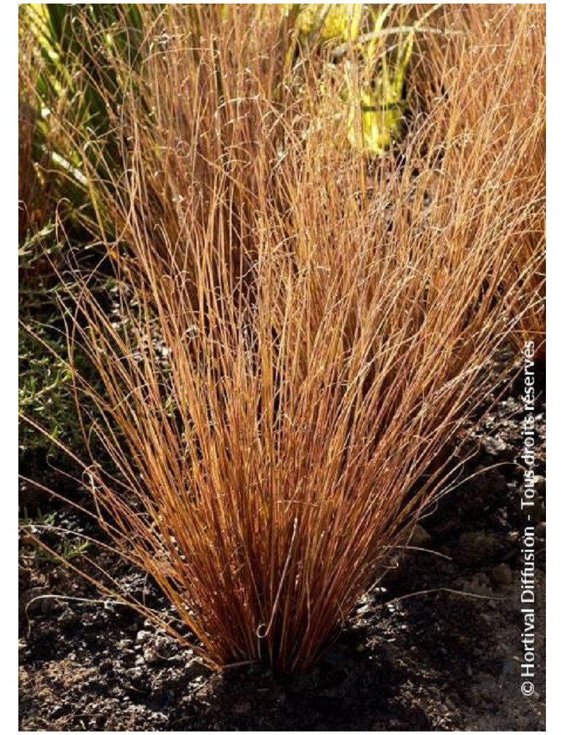 CAREX buchananii (Laîche)