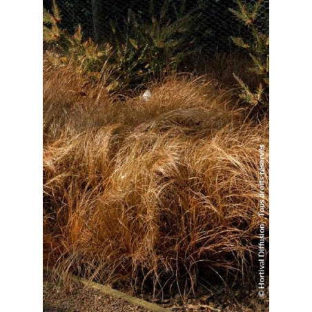 CAREX comans BRONZE FORM (Laîche)