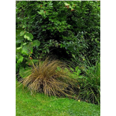 CAREX comans BRONZE FORM (Laîche)