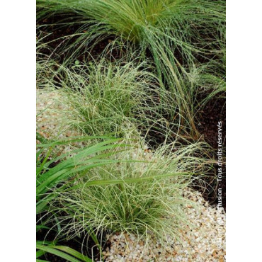 CAREX comans FROSTED CURLS (Laîche)