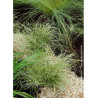 CAREX comans FROSTED CURLS (Laîche)