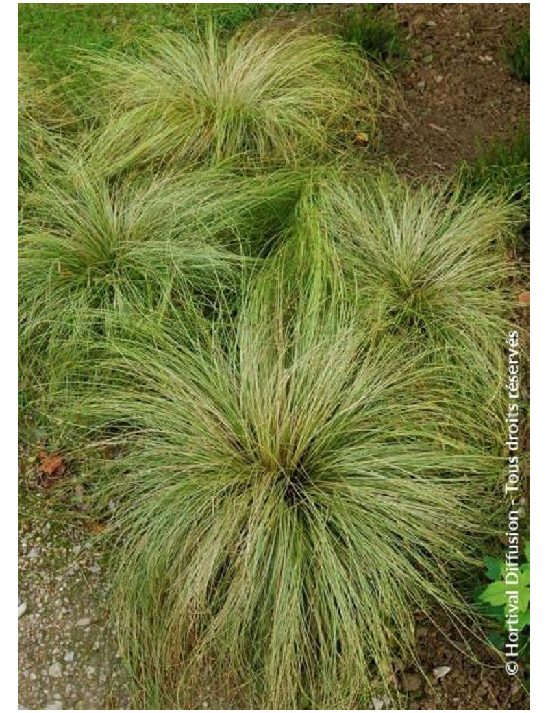 CAREX comans FROSTED CURLS (Laîche)