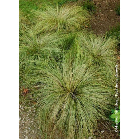 CAREX comans FROSTED CURLS (Laîche)