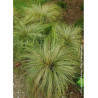 CAREX comans FROSTED CURLS (Laîche)