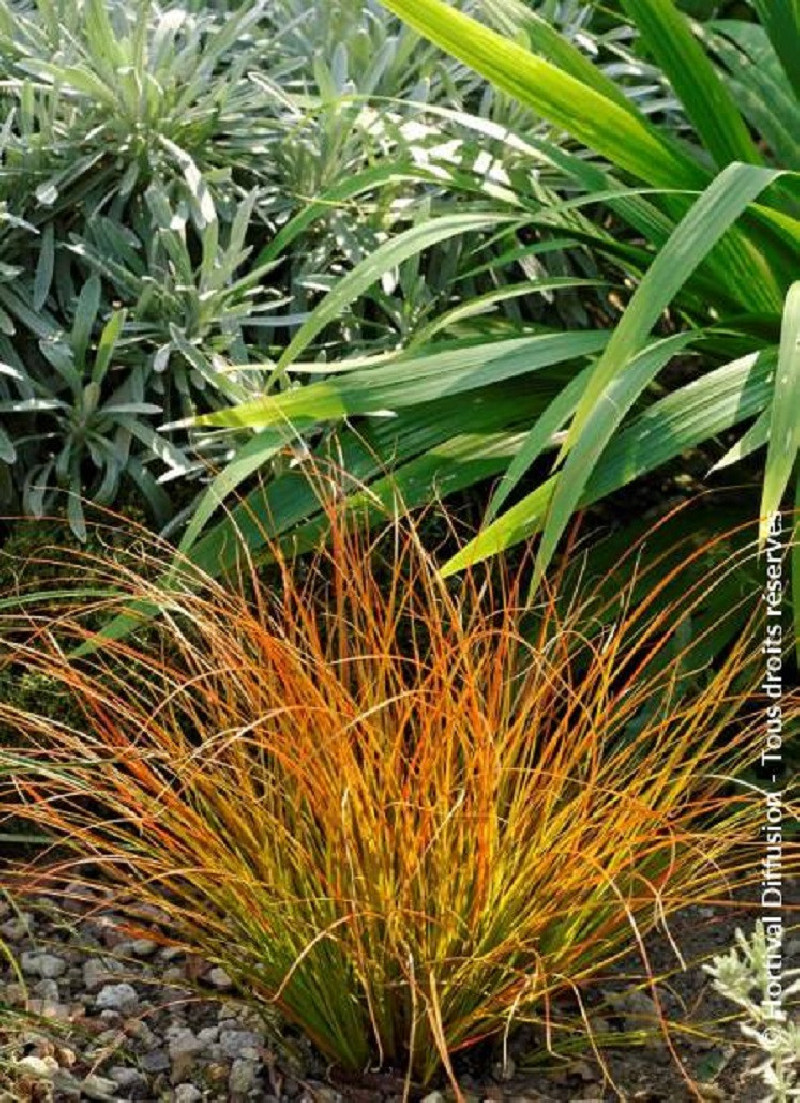 CAREX testacea