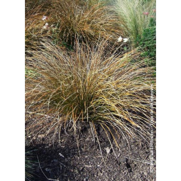 CAREX testacea (Laîche)