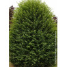 CARPINUS betulus (Charme commun)