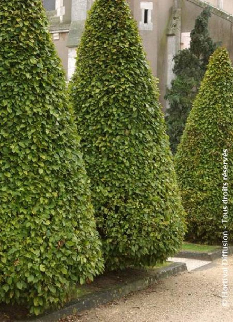 CARPINUS Betulus Charme Commun carpinus-betulus-charme-commun